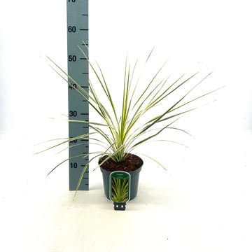 Cordyline australis LIME PASSION