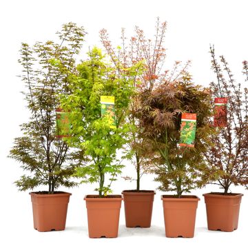 Acer palmatum MIX