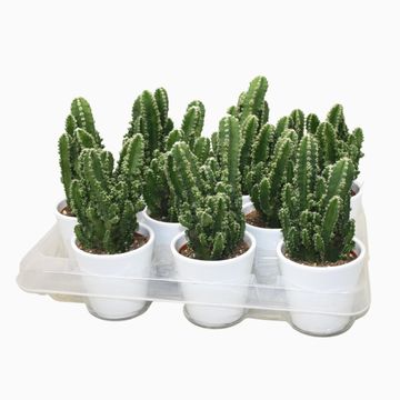 Cereus repandus 'Florida'