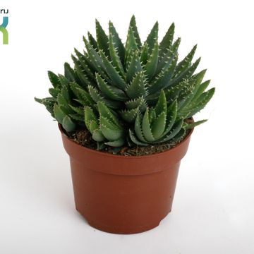 Aloe brevifolia