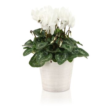 Cyclamen persicum SUPER SERIE S ALLURE MIX