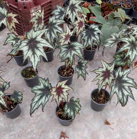 Begonia 'Little Brother Montgomery'