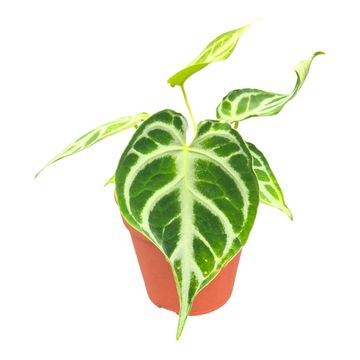 Anthurium DocBlock Anthurium Briëlle® '16' X Briëlle® '16'