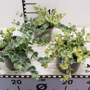 Sedum sieboldii 'Mediovariegatum'