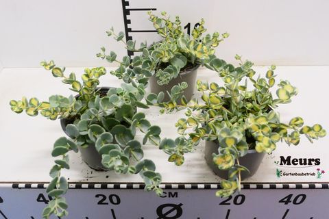 Sedum sieboldii 'Mediovariegatum'