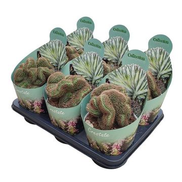 Lobivia arachnacantha cristata