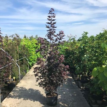 Acer platanoides 'Crimson Sentry'