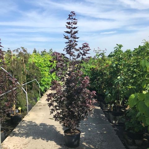 Acer platanoides 'Crimson Sentry'