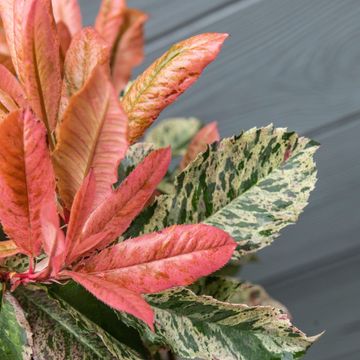 Photinia serratifolia PINK CRISPY