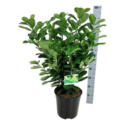 Prunus laurocerasus ETNA