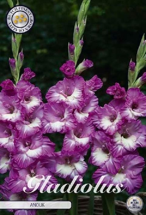 Gladiolus 'Anouk'