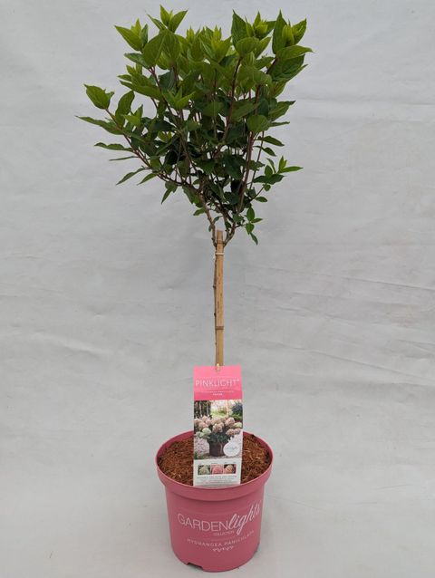Hydrangea paniculata GARDENLIGHTS PINKLIGHT
