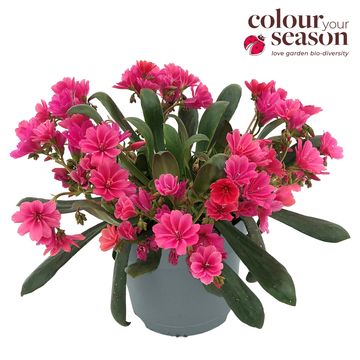 Lewisia SAFIRA CORAL