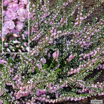 Calluna vulgaris 'County Wicklow'