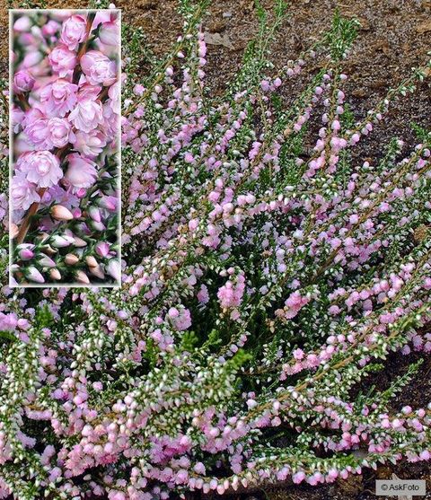 Calluna vulgaris 'County Wicklow'