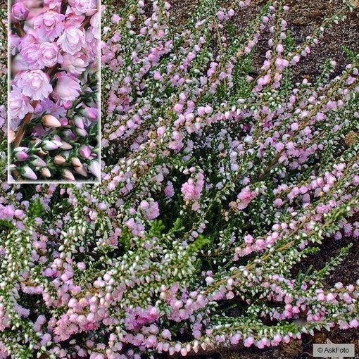 Calluna vulgaris 'County Wicklow'