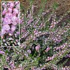 Calluna vulgaris 'County Wicklow'