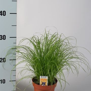 Cyperus alternifolius 'Zumula'