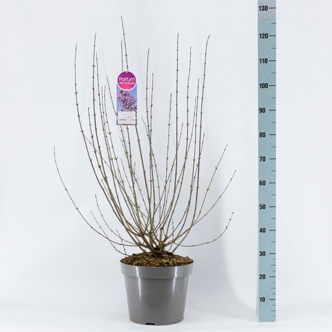 Syringa x chinensis 'Lilac Sunday'