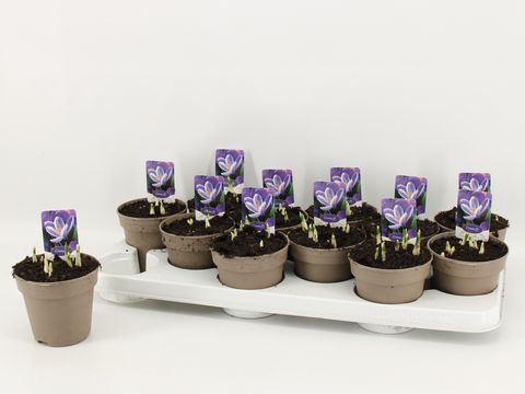 Crocus vernus 'Pickwick'