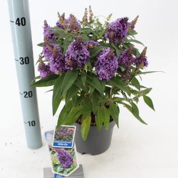 Buddleja davidii BUTTERFLY CANDY LITTLE LILA