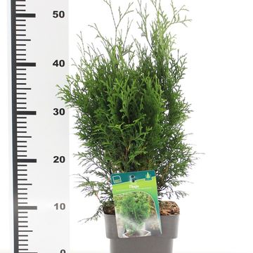 Thuja occidentalis 'Holmstrup'