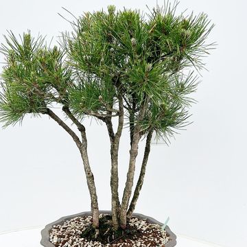 Pinus thunbergii