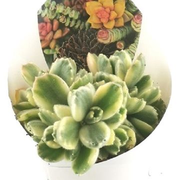 Cotyledon ladismithiensis 'Variegata'