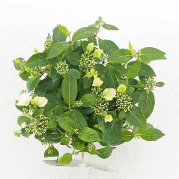 Hydrangea RUNAWAY BRIDE