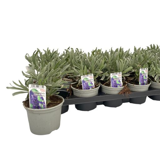Lavandula angustifolia (Green Collect Sales)
