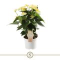 Anthurium VANILLA