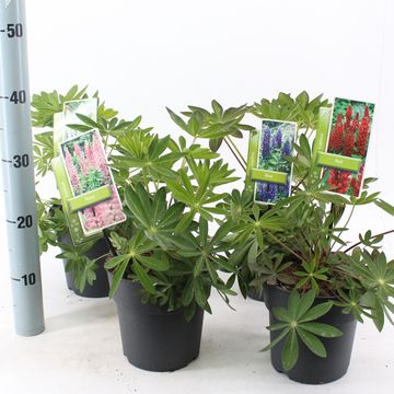 Lupinus MIX