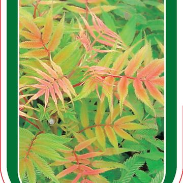 Sorbaria sorbifolia 'Sem'