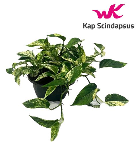 Epipremnum pinnatum 'Marble Queen'