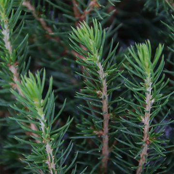 Picea glauca PERFECTA