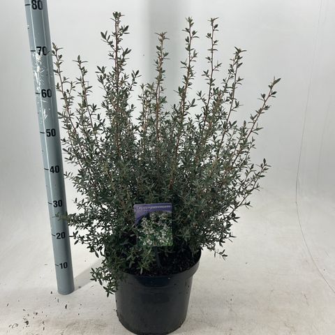 Leptospermum 'Silver Sheen'