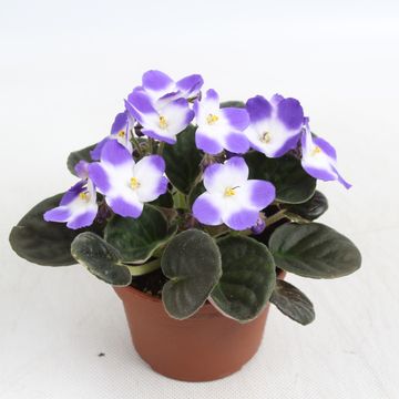 Saintpaulia MIX