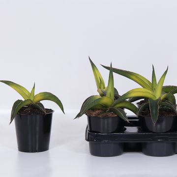 Sansevieria 'Star Canary'