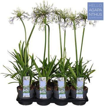 Agapanthus FIREWORKS