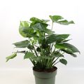 Monstera deliciosa