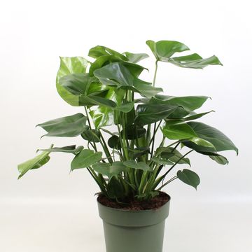 Monstera deliciosa