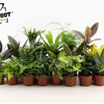 Houseplants MIX