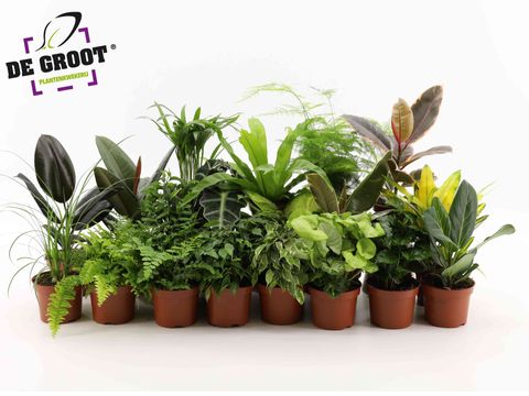 Plantes d'interieur MIX