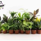 Plantas de interior MIX