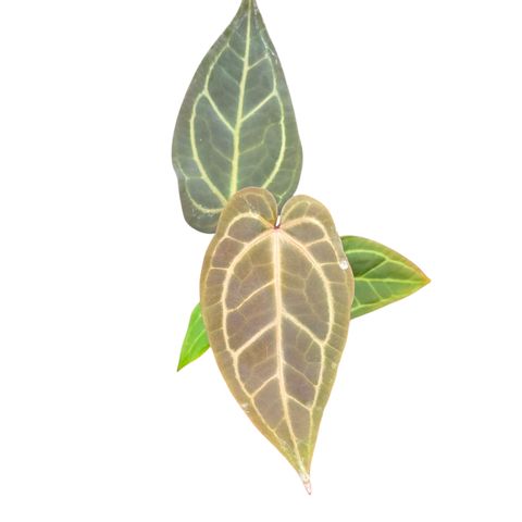 Anthurium DocBlock Dark & Handsome '9' X Zara '33'