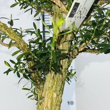 Buxus harlandii