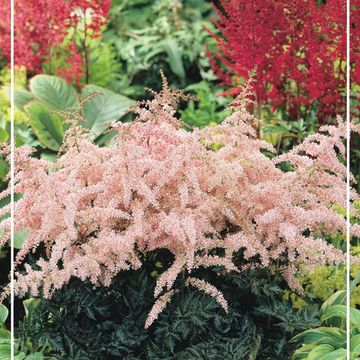 Astilbe 'Pink Lightning'