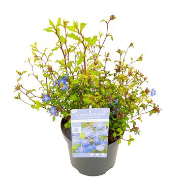 Ceratostigma willmottianum