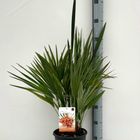 Chamaerops humilis