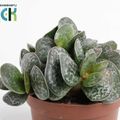 Adromischus cooperi